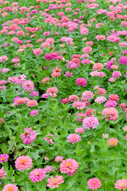 Margarita rosa gerberas flores
 - Foto, imagen