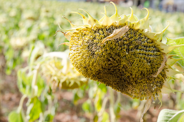 Дозрілі соняшники готові до збирання насіння
 - Фото, зображення