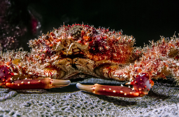 Mithrax spinosissimus, West Indian spider crab - Photo, Image