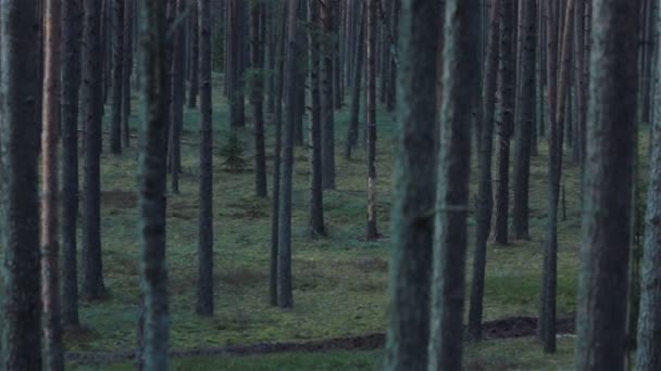 Young wild girl running through the dark pine forest. Pan shot - Footage, Video