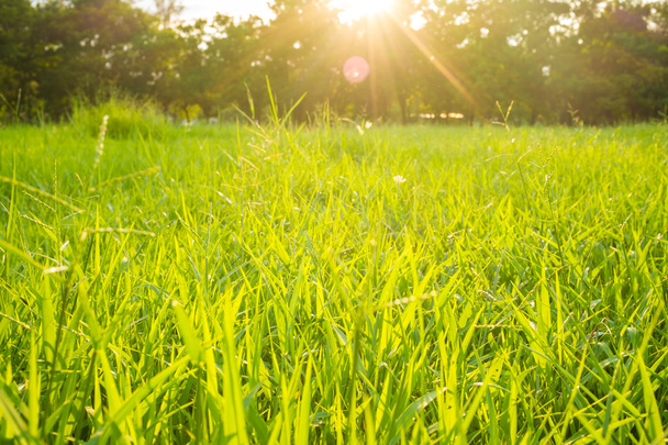 Zöld fű mező, nagy város napfény parkban - Fotó, kép