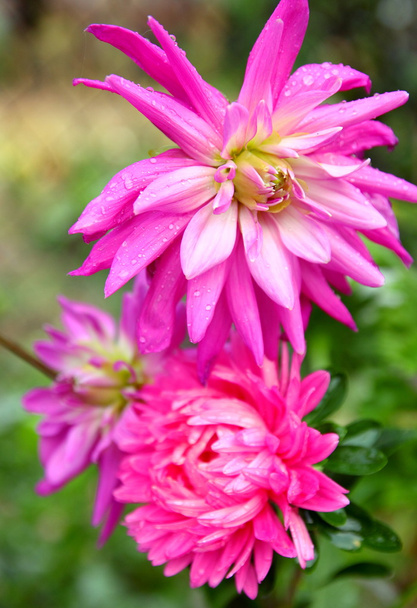 délicate fleur rose dahlia
 - Photo, image