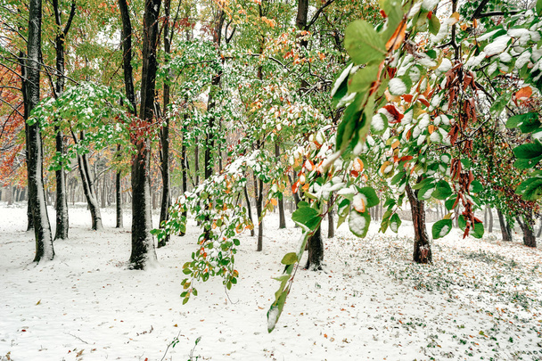 Az őszi erdő tél elején. - Fotó, kép