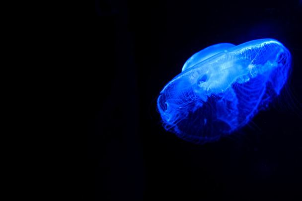 medusa con sfondo scuro
 - Foto, immagini