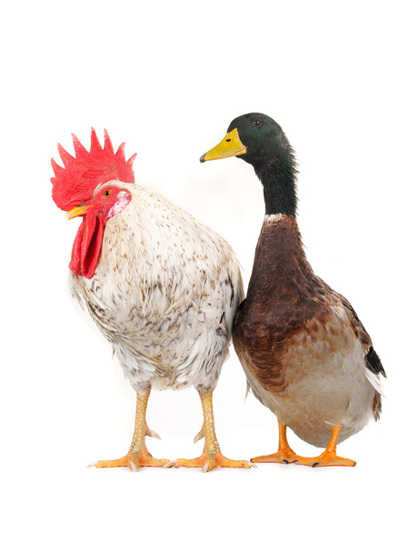 Duck and cock - Valokuva, kuva