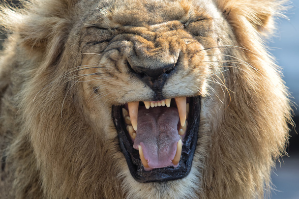 Löwe kreischt im Kruger Nationalpark - Foto, Bild