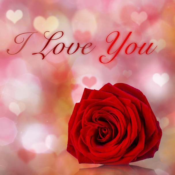 Valentine red rose Background. - Zdjęcie, obraz