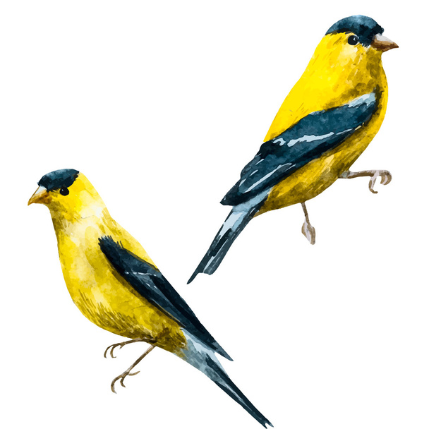 Watercolor vector american siskin bird - Vector, afbeelding