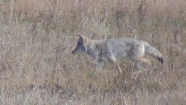 Séta a száraz fű Coyote - Felvétel, videó