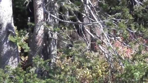 urso pardo andando na floresta
 - Filmagem, Vídeo