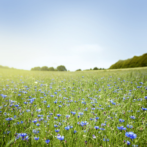 Meadow with cornflowers - Photo, Image