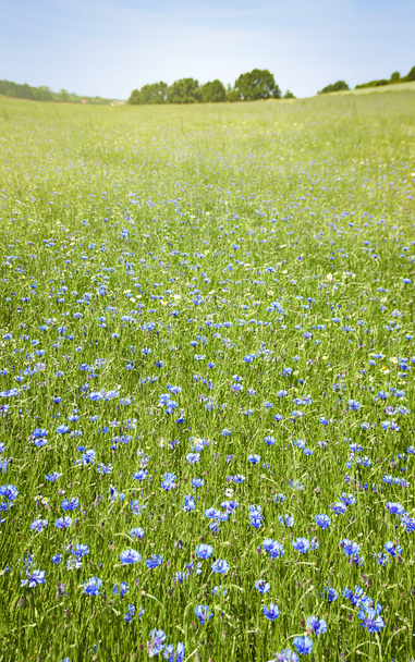 Meadow of cornflowers - Photo, Image