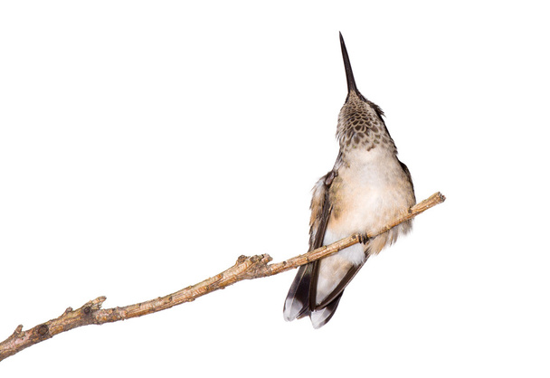 Hummingbird zichzelf heeft ontlast van een jeuk - Foto, afbeelding