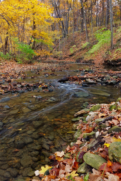 Autumn stream - Foto, afbeelding
