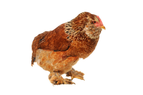 Thoroughbred hen - Fotoğraf, Görsel