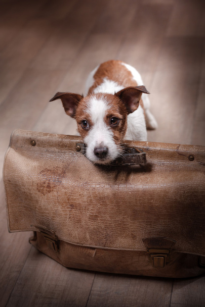 kutya Jack Russel terrier - Fotó, kép