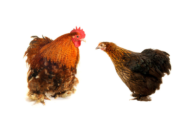 Cock and black hen - Foto, afbeelding