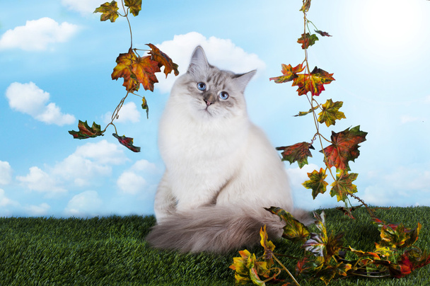 Gra na trawie jasny jesienny dzień kotów Neva Masquerade - Zdjęcie, obraz