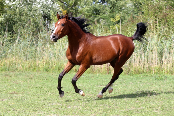 Bello stallone arabo al galoppo sul pascolo estivo
 - Foto, immagini