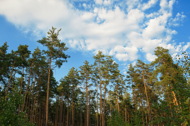 Hermoso borde de un bosque de pinos y nubes
 - Foto, Imagen