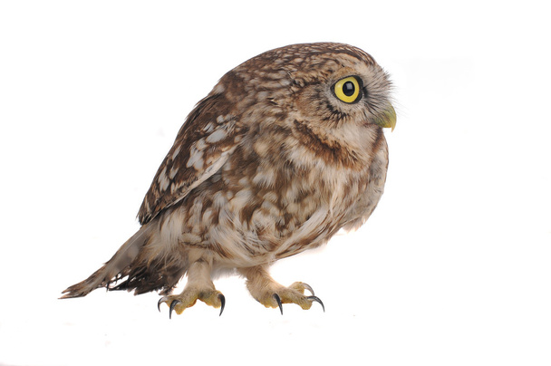 Brownie horned owl on a white background - Foto, Bild
