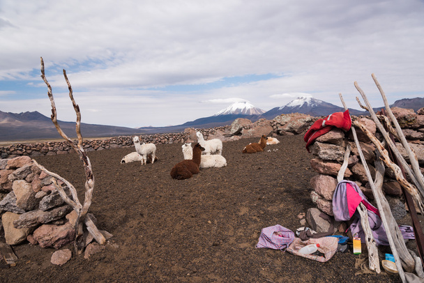 Lama's boerderij op Altiplano - Foto, afbeelding