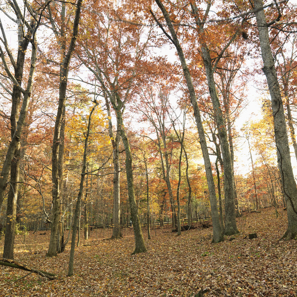 Fall color trees. - Valokuva, kuva