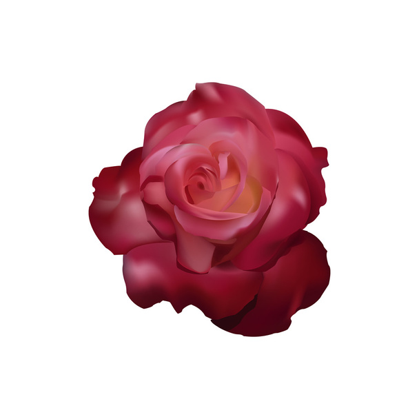 Piros rózsa vektor - Vektor, kép