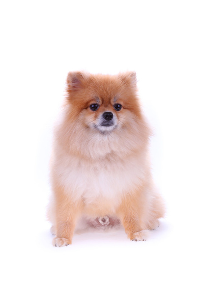 Ruskea pomeranian koira eristetty valkoisella taustalla, söpö lemmikki
 - Valokuva, kuva