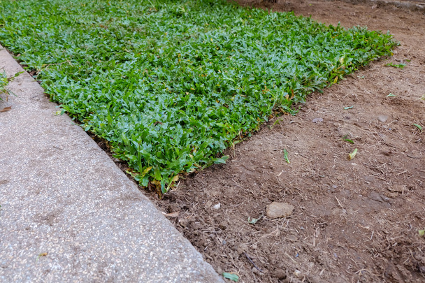 achtertuin, werf werk aanplant een nieuwe sod gras in de tuin - Foto, afbeelding