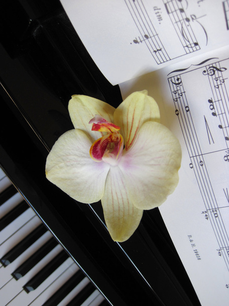 Teclas de piano con una flor, fondo musical
. - Foto, imagen