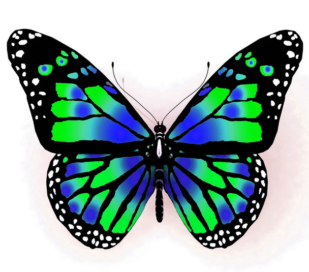 Butterfly - Foto, afbeelding
