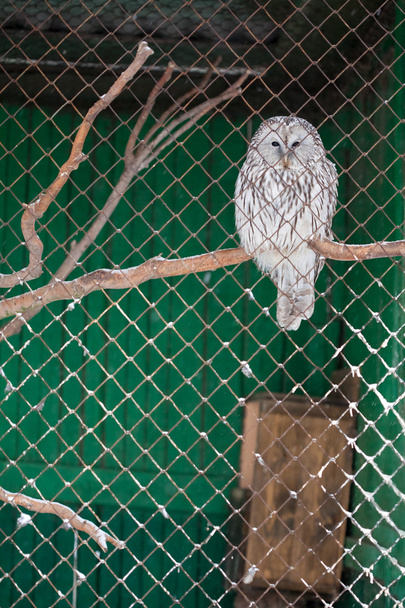 Yksinäinen pöllö häkissä
 - Valokuva, kuva