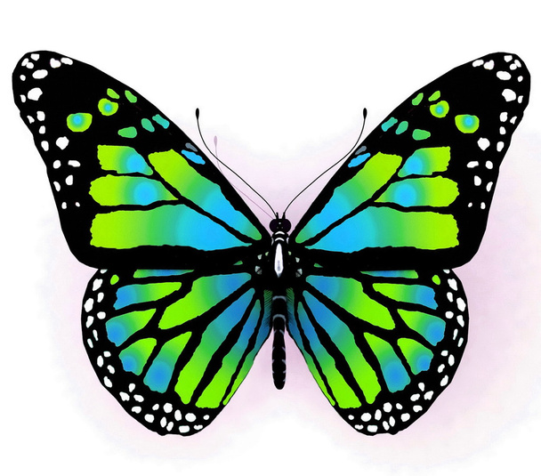 Butterfly - Φωτογραφία, εικόνα