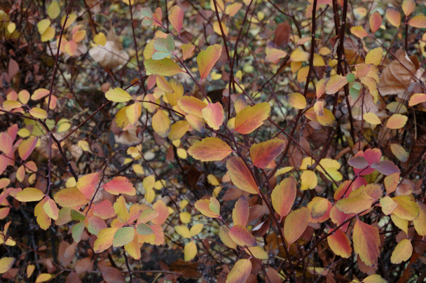 Жовте листя восени
 - Фото, зображення