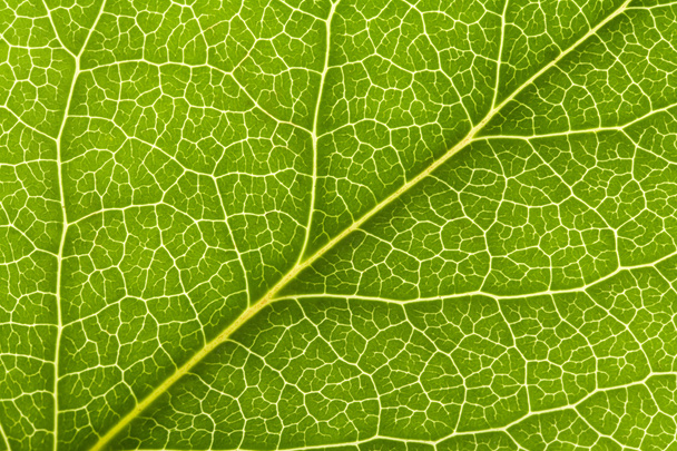 Leaf Vein - Photo, Image