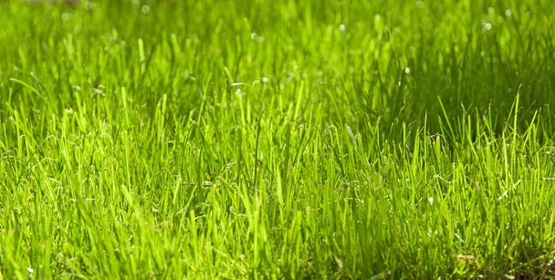поле ярко-зеленой травы
 - Фото, изображение