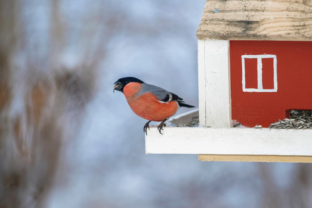 Bullfinch comiendo en un comedero de pájaros rojos durante el invierno
 - Foto, Imagen