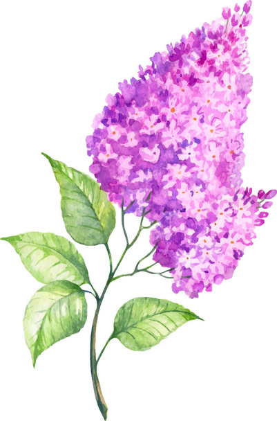 watercolor vector blooming lilac on a white background - Vetor, Imagem
