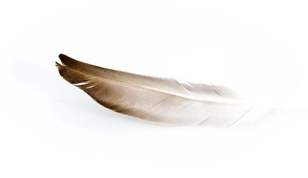 φτερό σε λευκό φόντο - Φωτογραφία, εικόνα