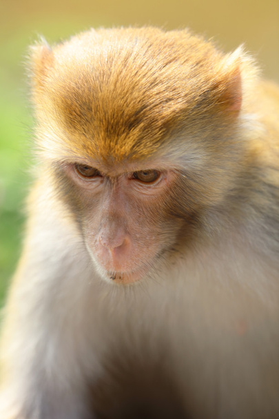обезьяна в Кантри Парке Кам Шань, Коулун, Гонконг
 - Фото, изображение