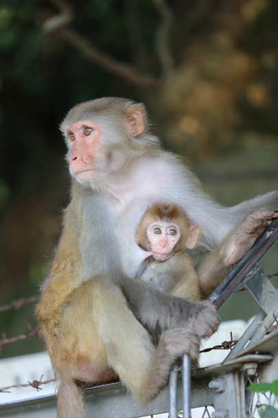 μαϊμού στο Kam Shan Country Park, Kowloon, Hong Kong - Φωτογραφία, εικόνα
