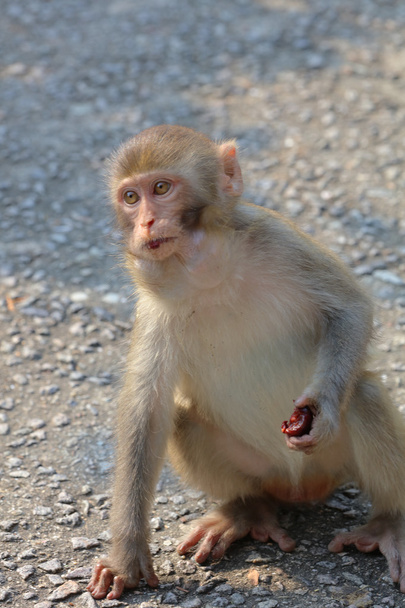 μαϊμού στο Kam Shan Country Park, Kowloon, Hong Kong - Φωτογραφία, εικόνα