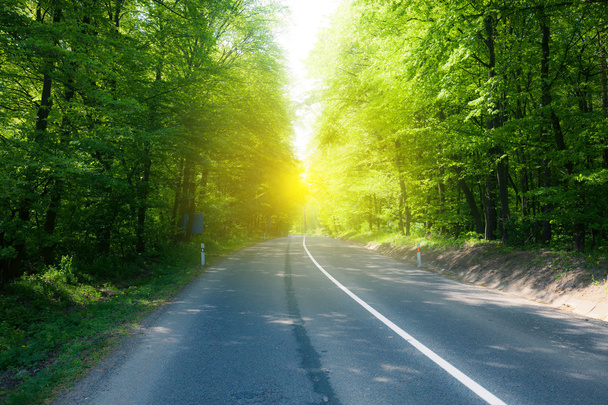 strada asfaltata attraverso la soleggiata foresta estiva
 - Foto, immagini