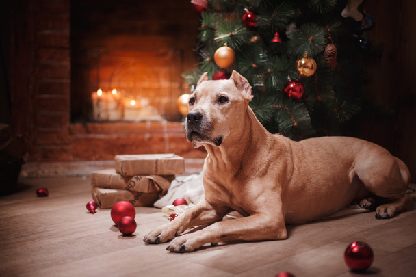 Pit bull dog, Christmas and New Year - Foto, Bild