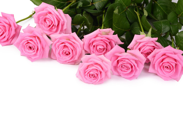 Pink rose on a white background - Foto, Imagen