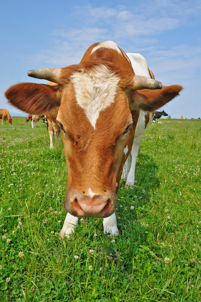 Cow on a summer pasture - Valokuva, kuva