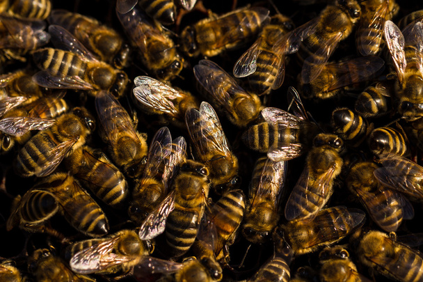 Bees in beehive - Фото, изображение
