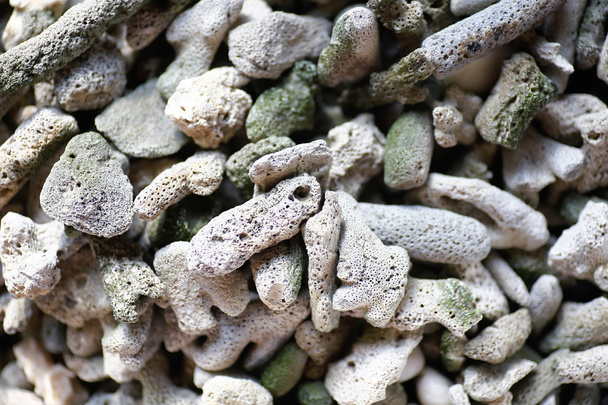 Gruppo di candeggina di corallo (morta
) - Foto, immagini