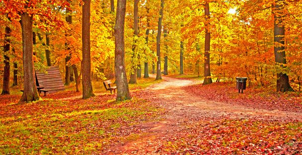 Gouden levendige herfst in het bos - Foto, afbeelding